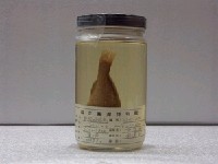 藏品(頓頭叫姑魚)的圖片